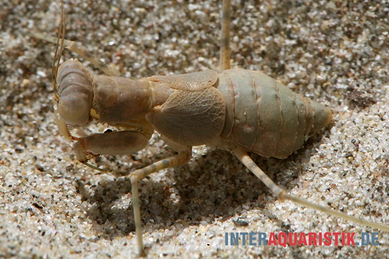 Wüstenmantis, Eremiaphila Nilotica 5 Wüstenmantis, Eremiaphila Nilotica – Bild 3