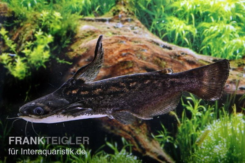 Wurzelwels, Trachelyopterus Fisheri 3 Wurzelwels, Trachelyopterus Fisheri
