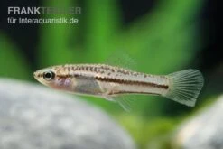 Zwergschwertträger, Xiphophorus Pygmaeus -Aquarienladen Xiphophorus pygmaeus 7