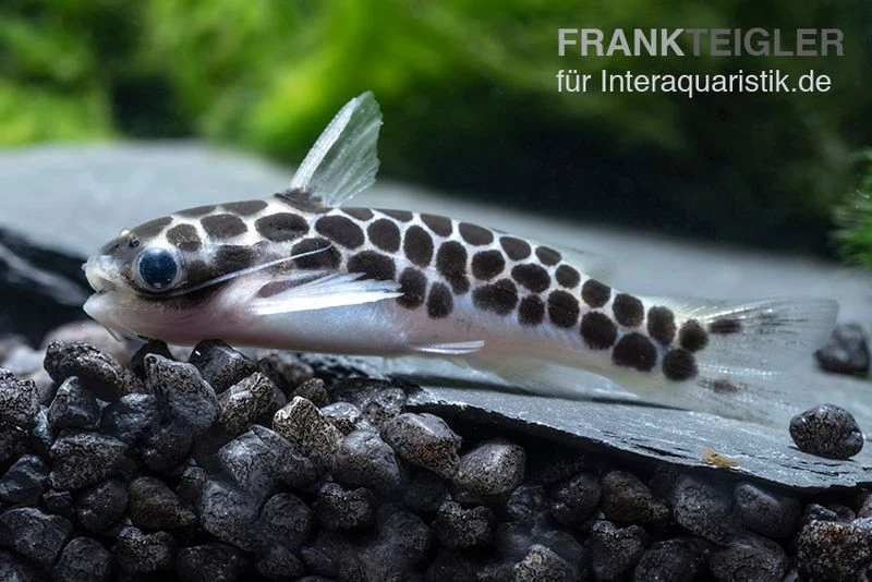 Zwergtrugdornwels, Centromochlus Perugiae 4 Zwergtrugdornwels, Centromochlus Perugiae â Bild 2