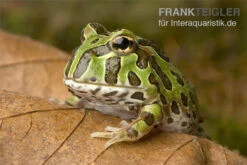 Bestseller 12 Pacman-Frog, Schmuckhornfrosch, Ceratophrys Cranwelli